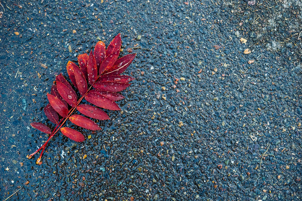 abstract  autumn  background free photo