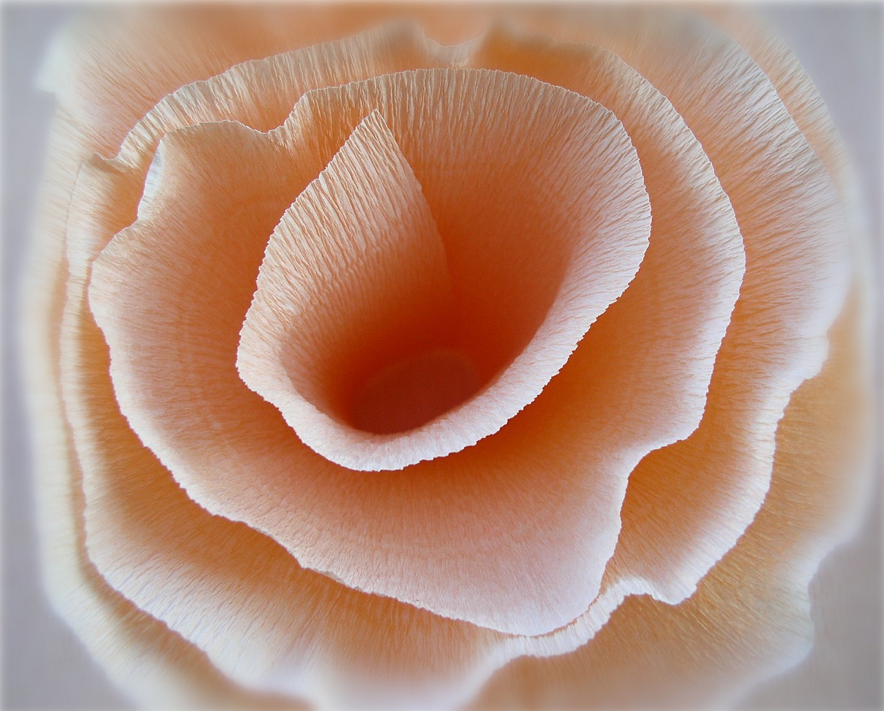 abstract rose paper rose free photo