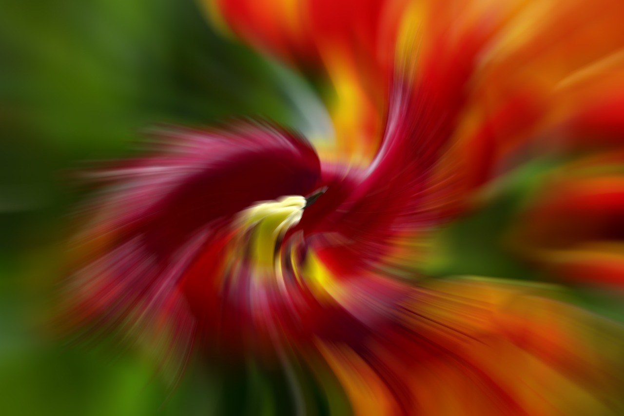 abstract tulip flower free photo