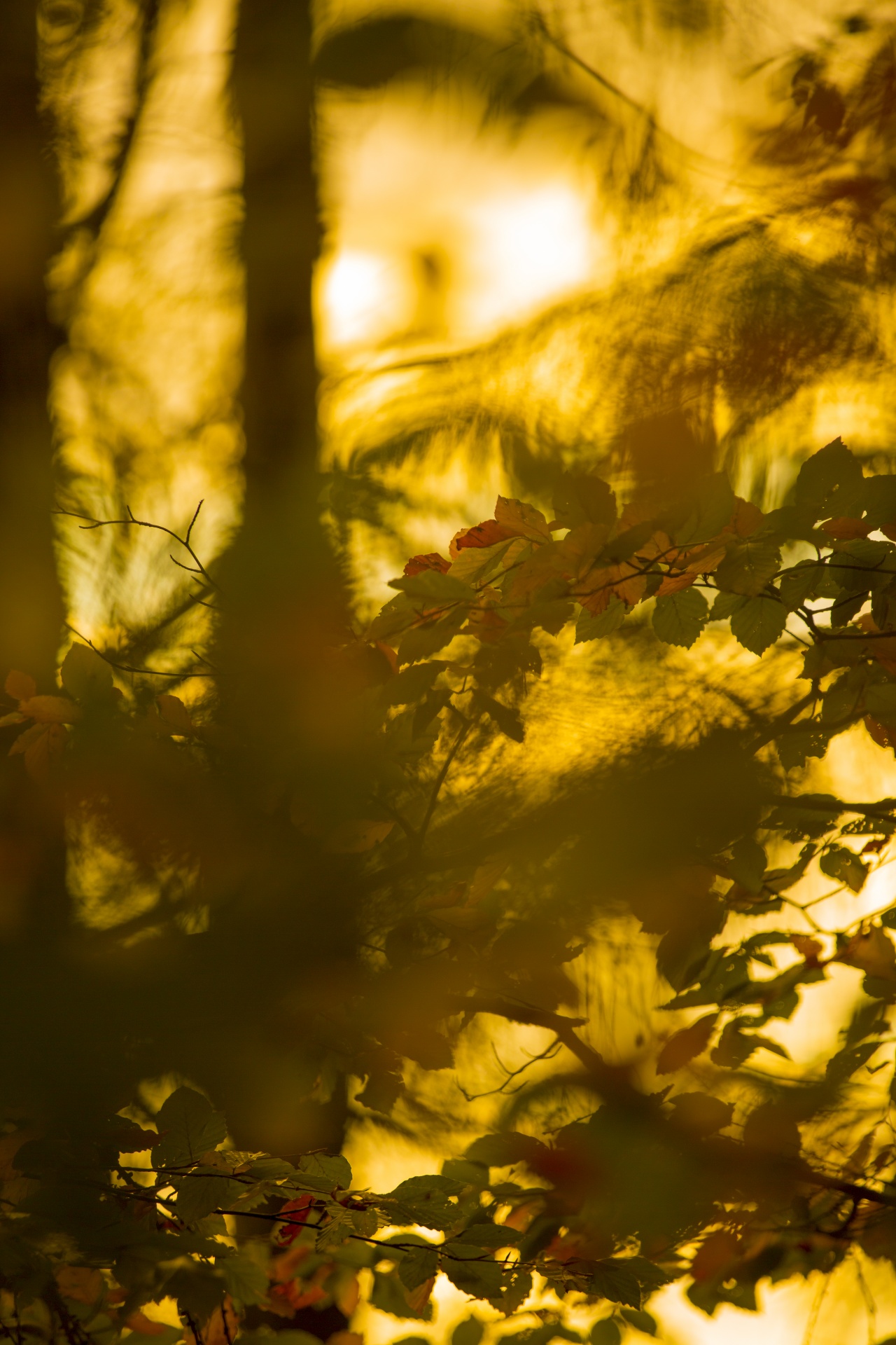 autumn leaf leaves free photo