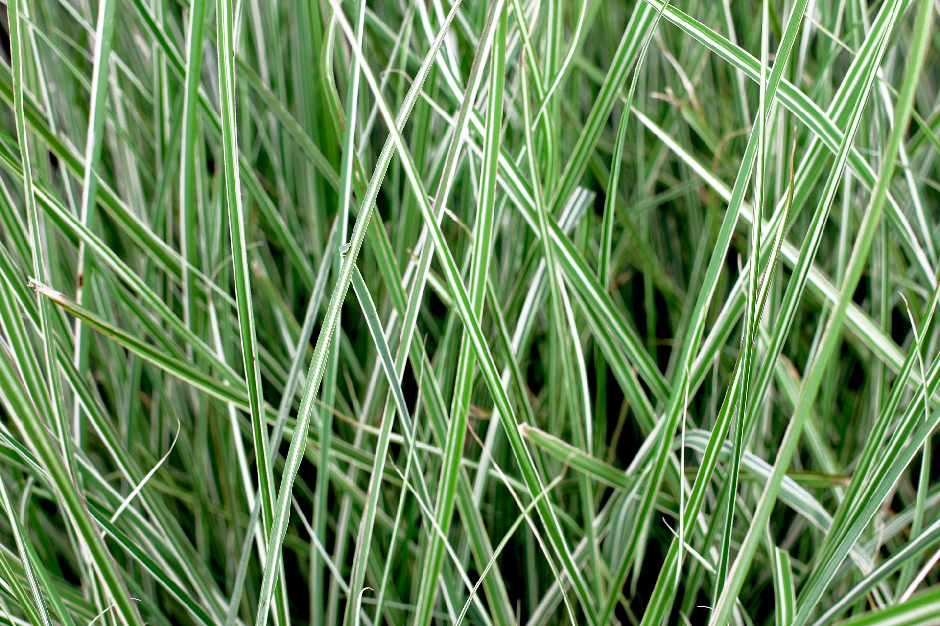 abstract background grass free photo