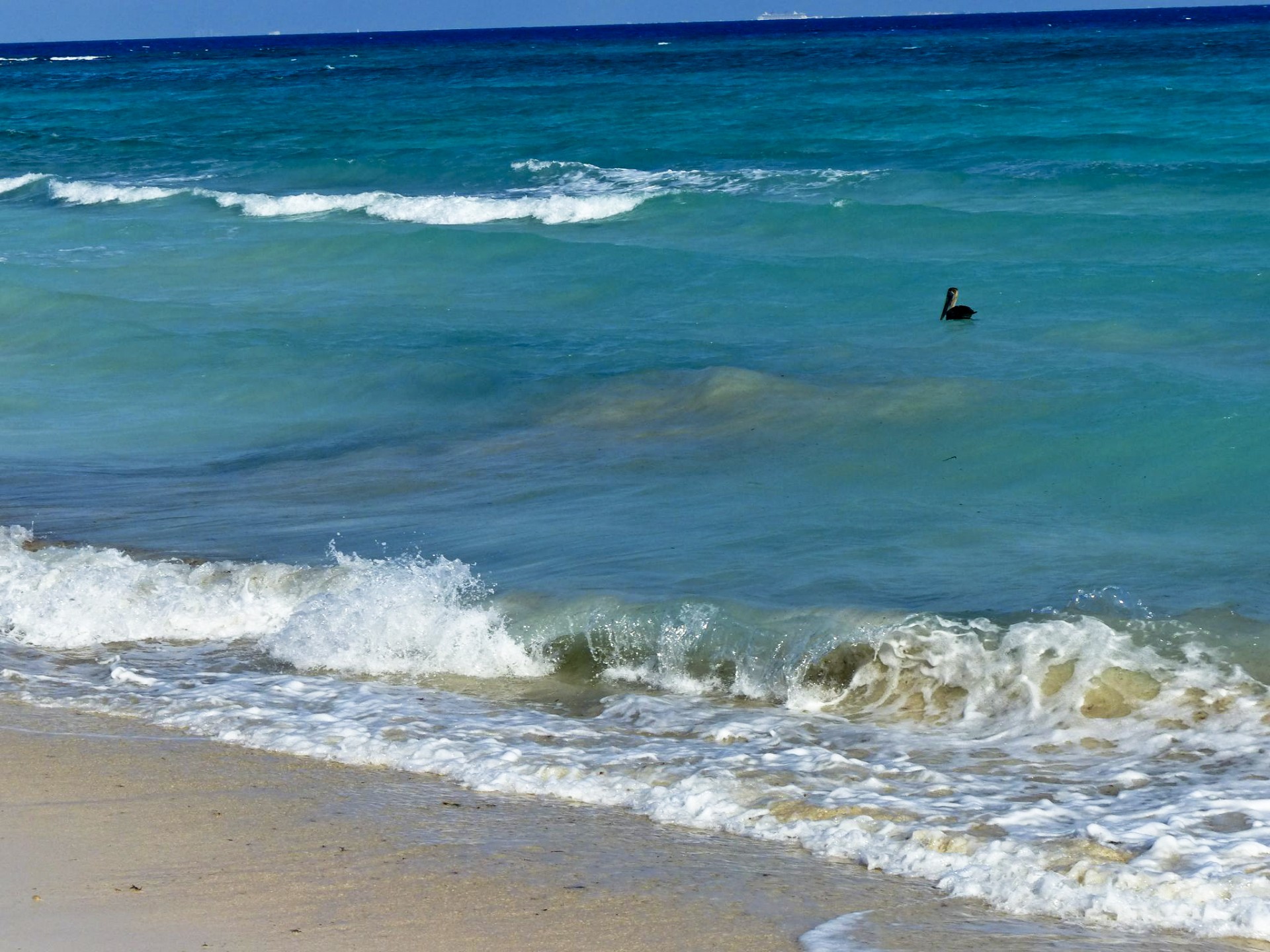 waves curls beach free photo