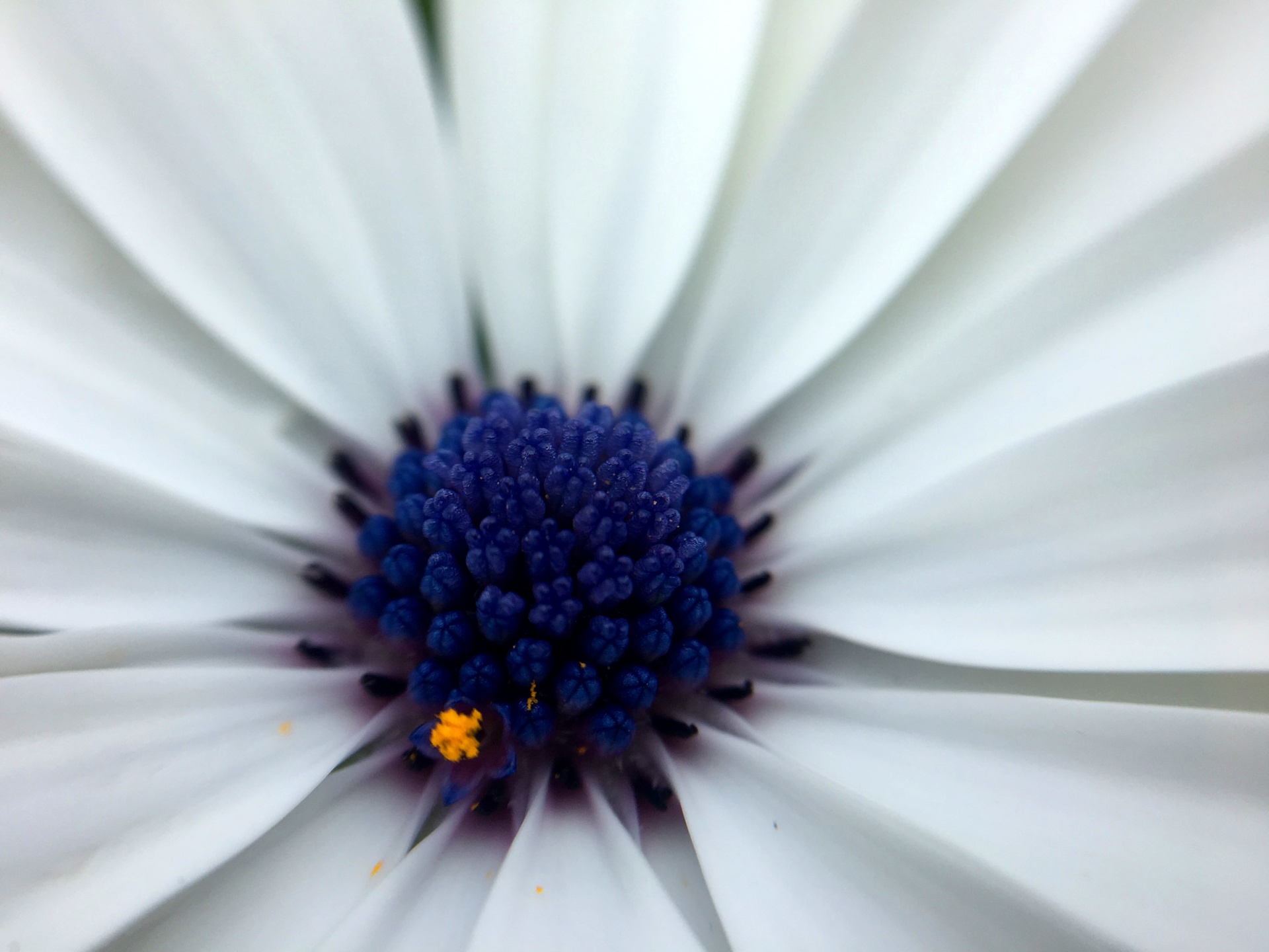 abstract daisy flower free photo