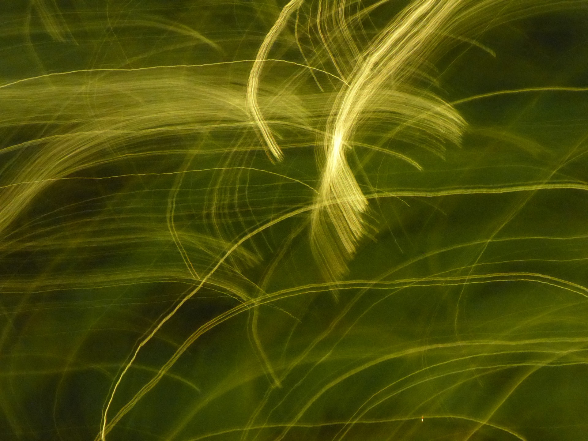 abstract lights blury free photo
