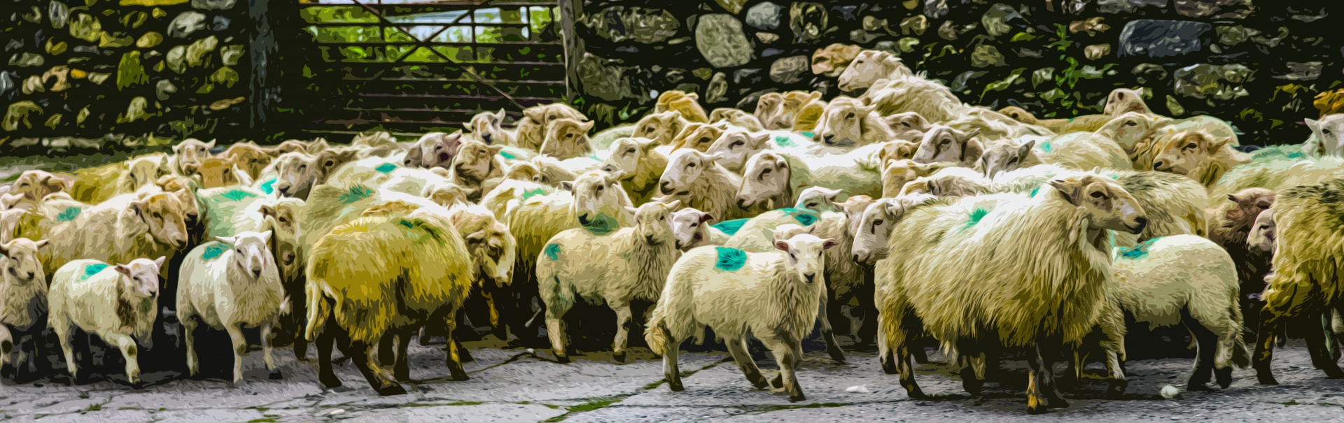 sheep farm farming free photo