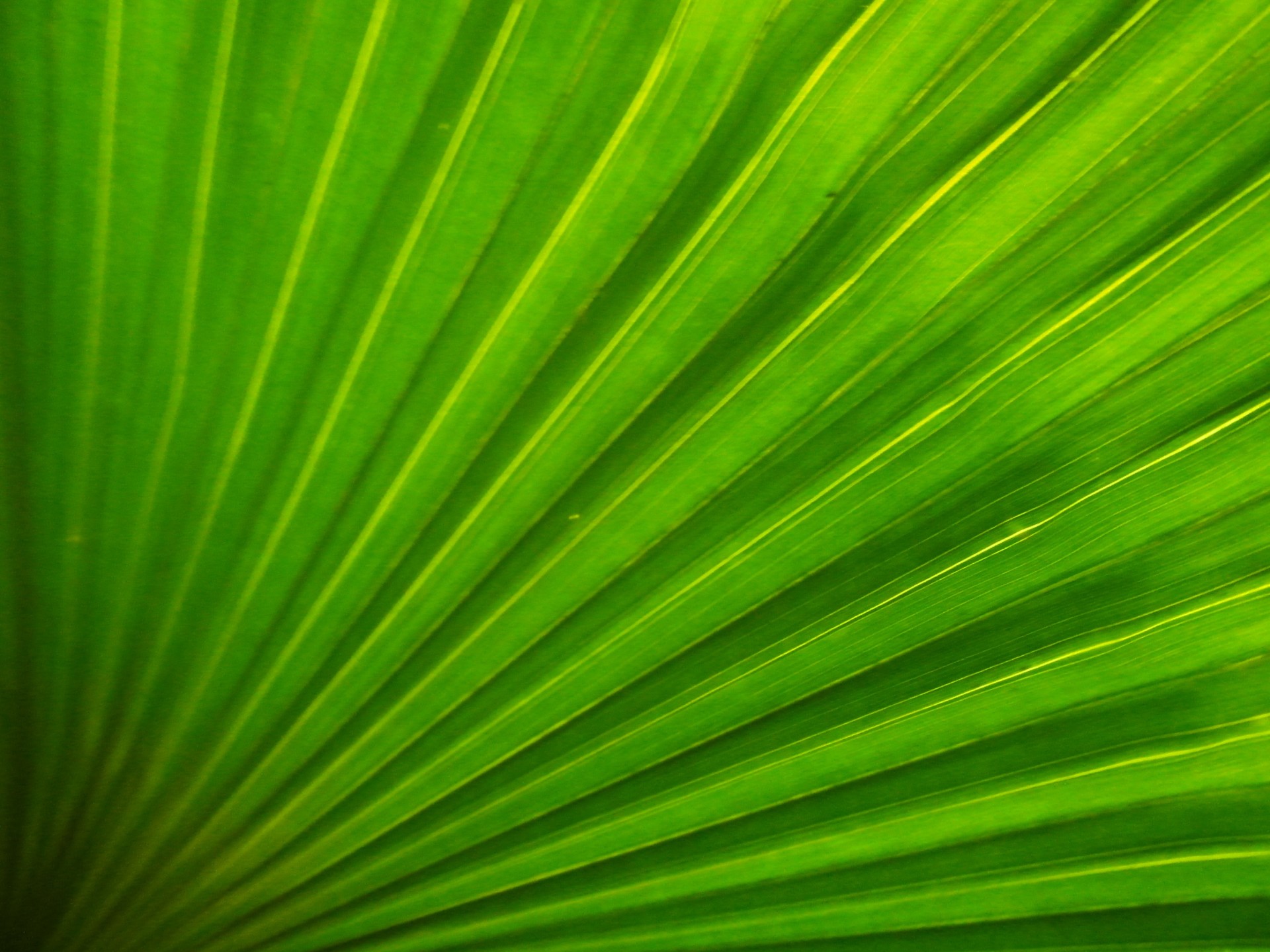 abstract palm leaf free photo