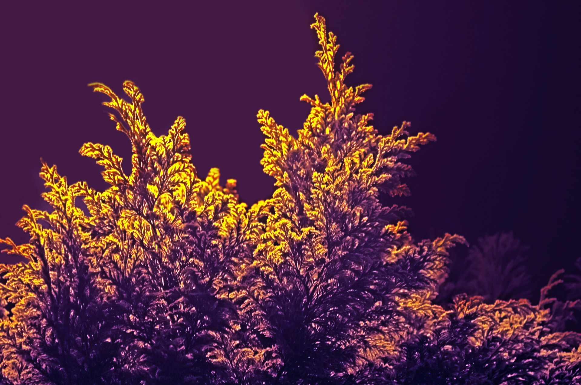 abstract shrubbery decorations free photo