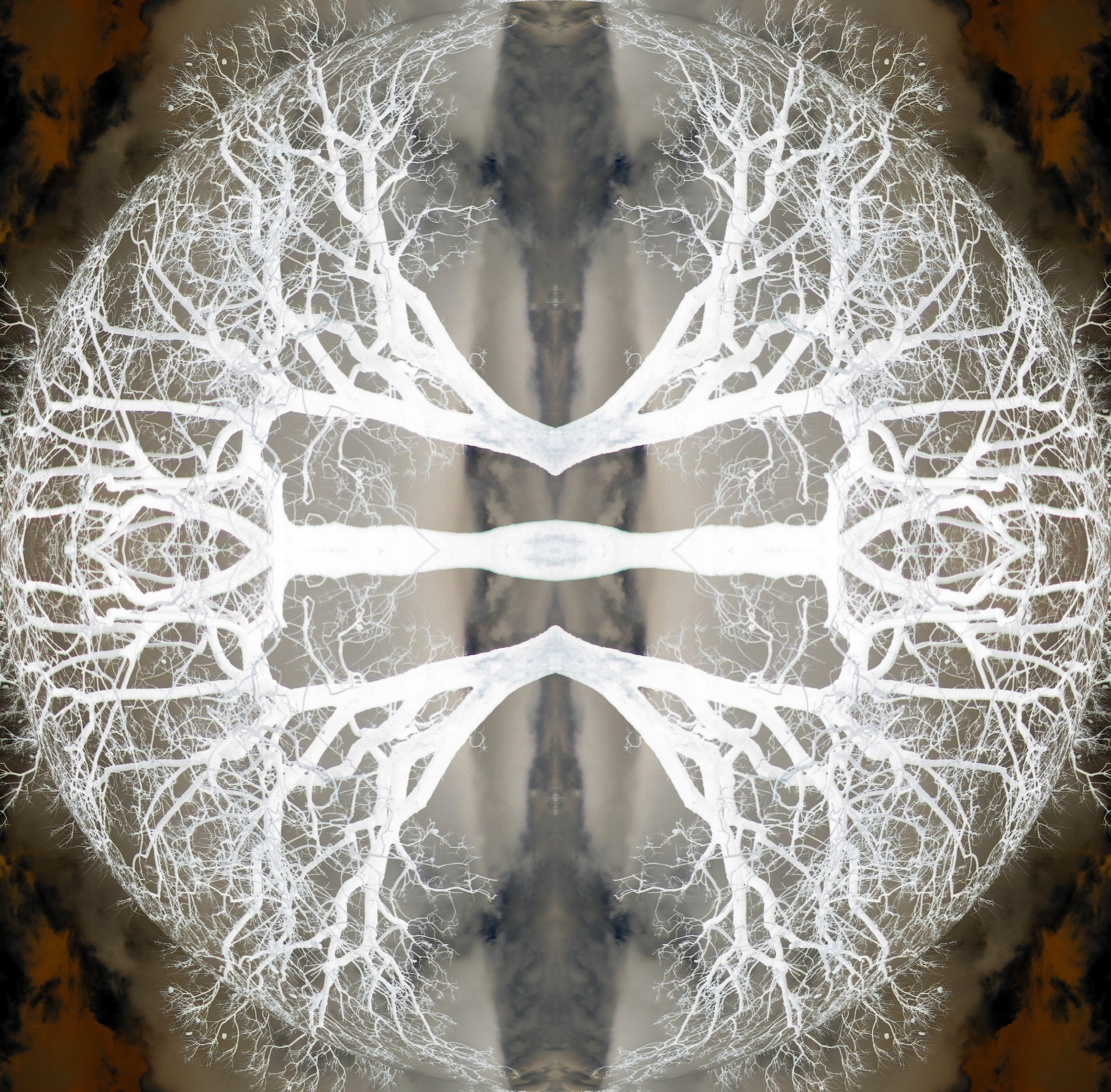 tree invert abstract free photo