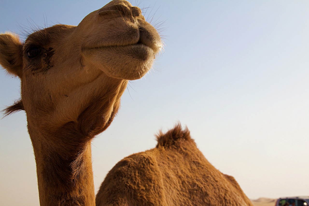 abu dhabi  camel  desert free photo