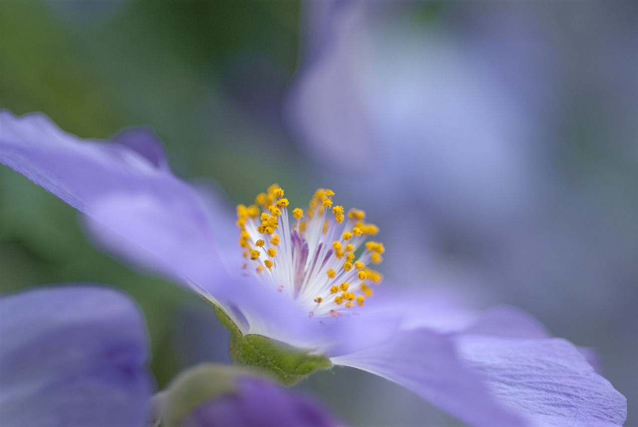 abutilon suntense flower violet free photo