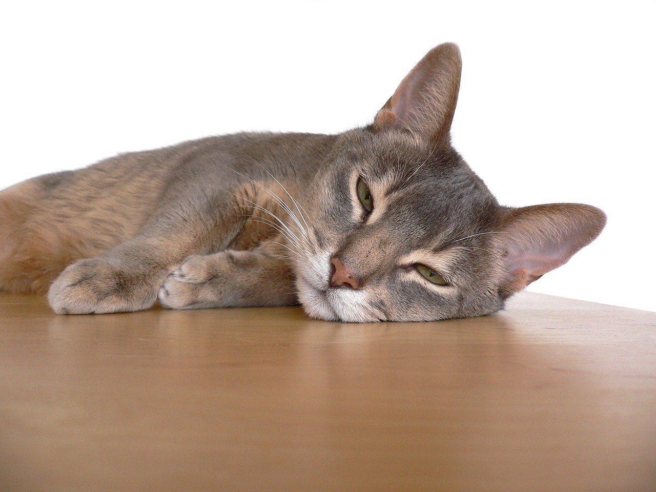 abyssinian cat reclining resting free photo