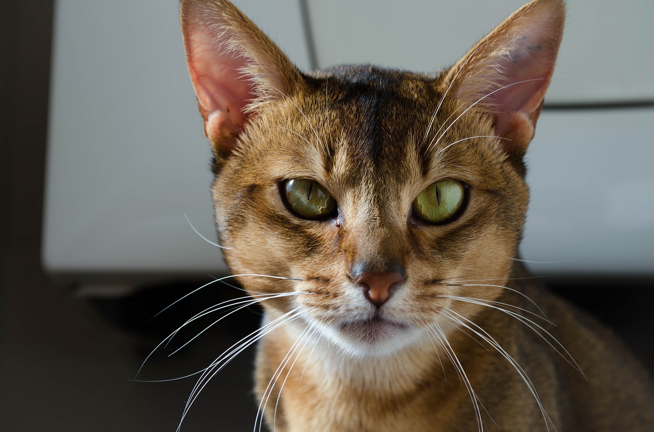 abyssinian cat head face free photo