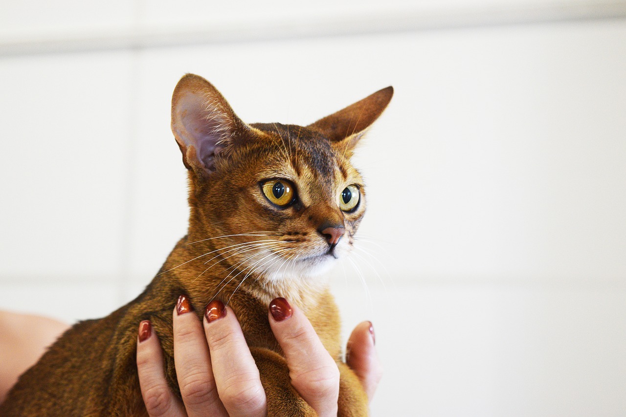 abyssinian cat cat pageant beauty contest free photo
