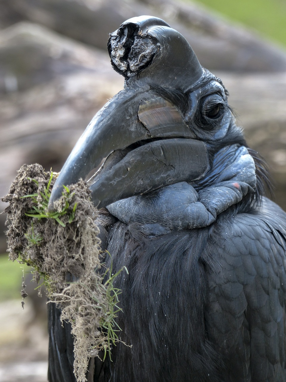 abyssinian ground hornbill bird bucorvus abyssinicus free photo