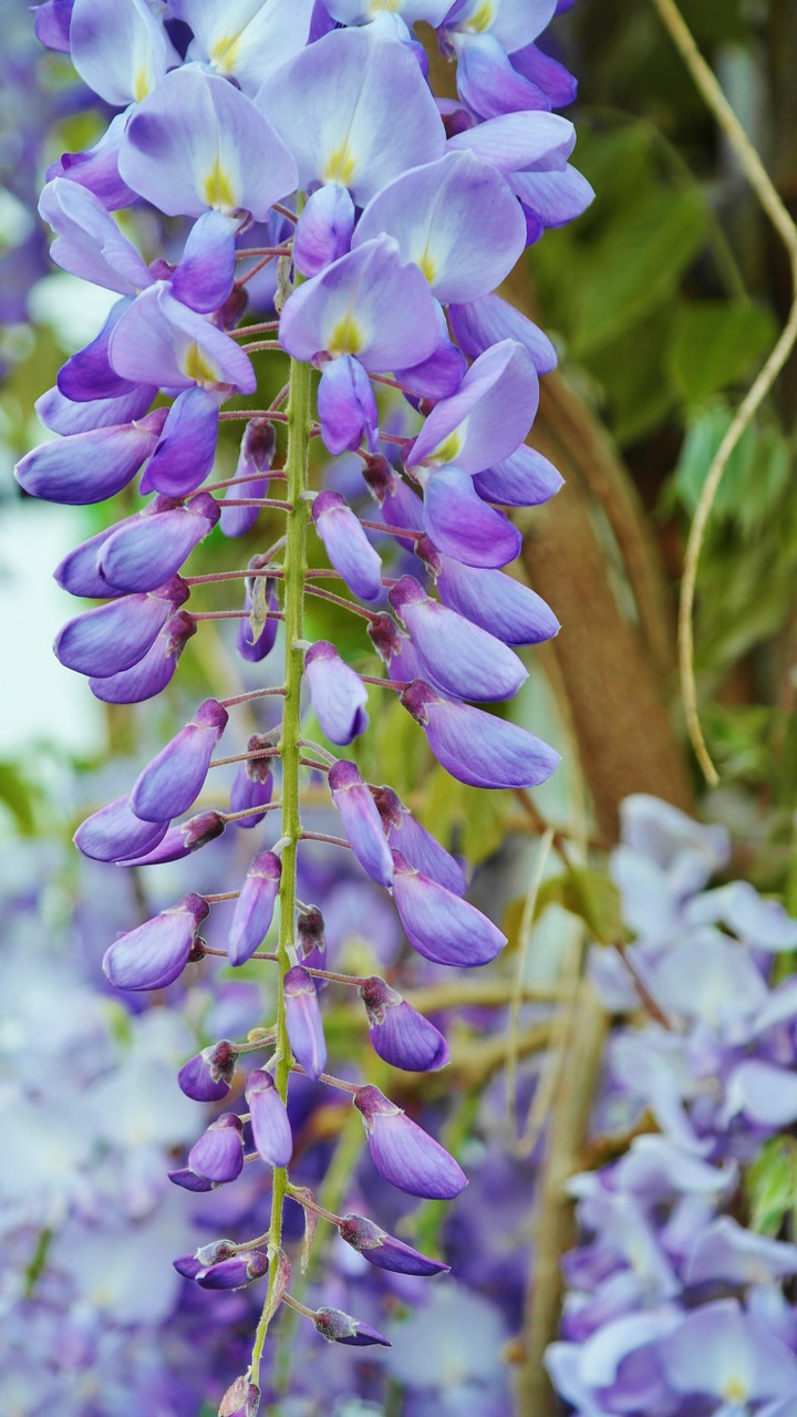 acacia purple acacia light blue free photo