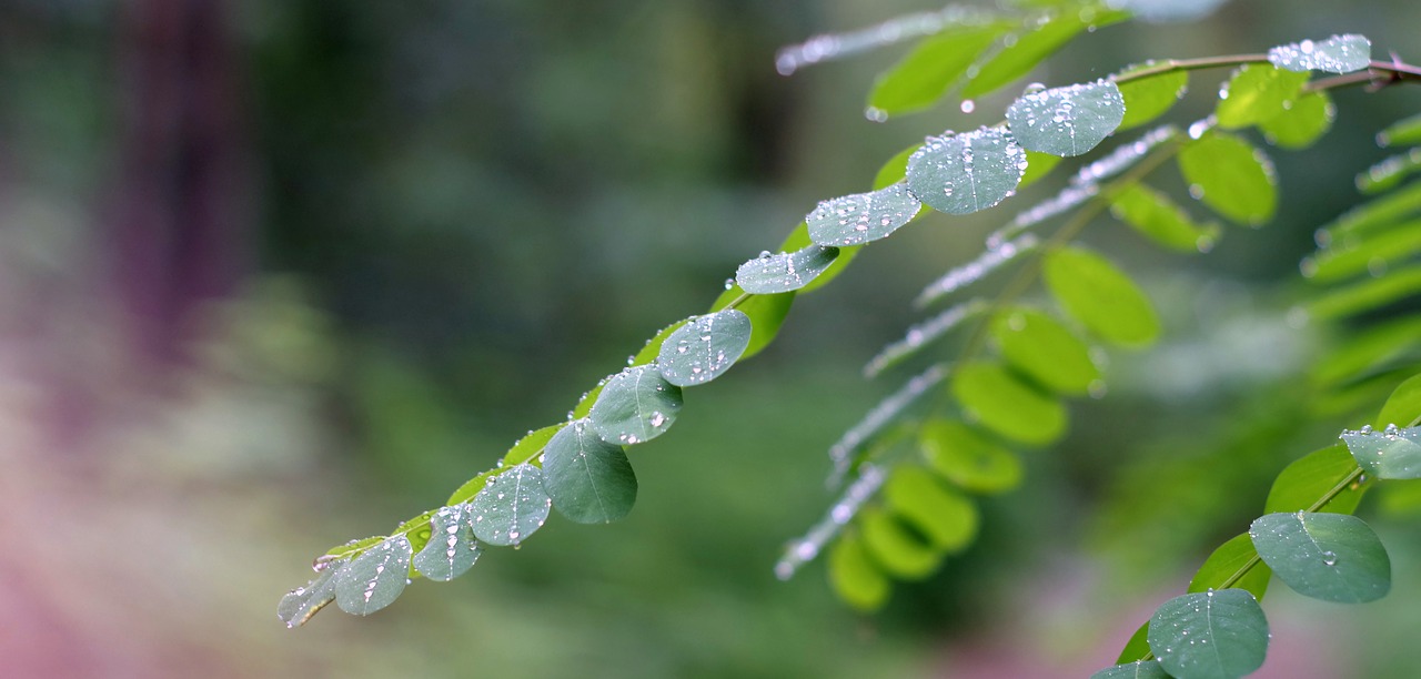 acacia foliage rain free photo