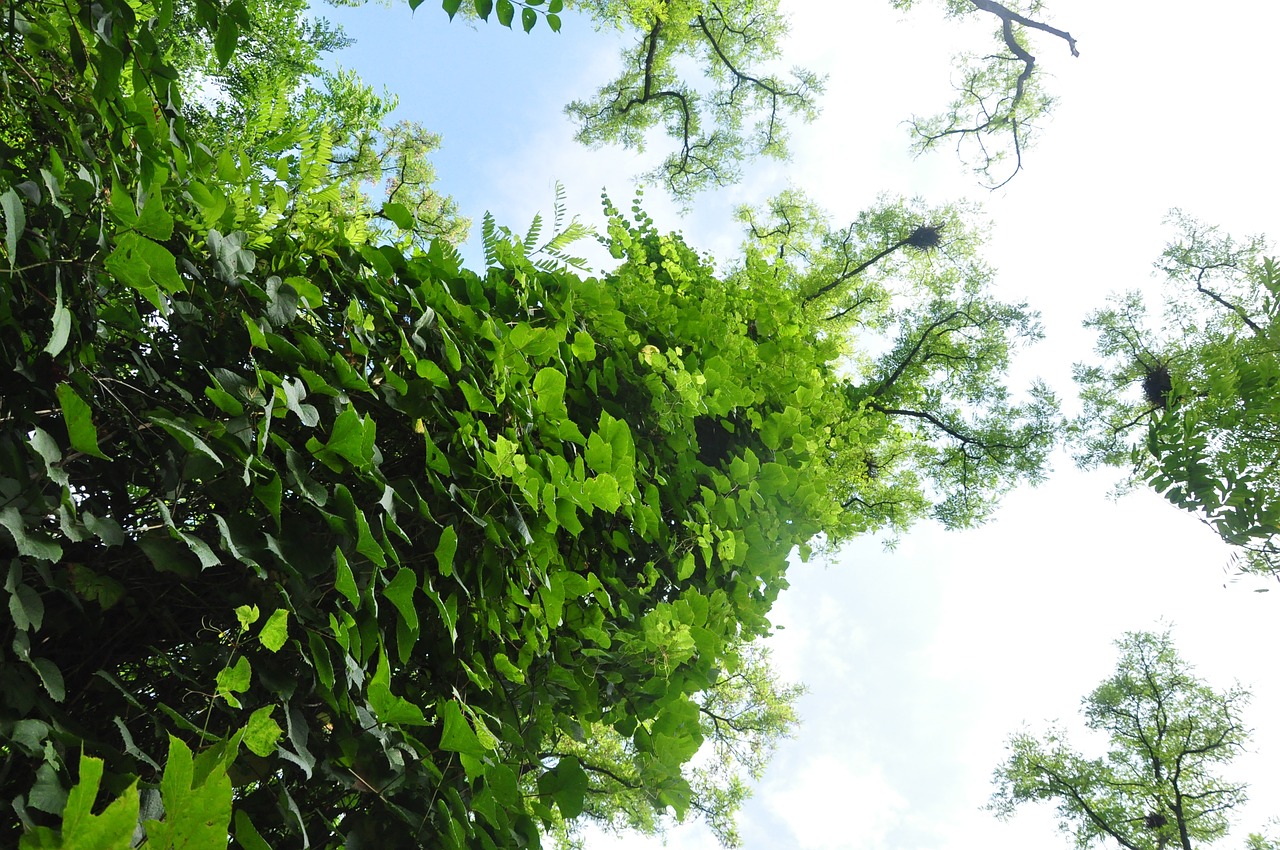 acacia subfamily faboideae green park free photo