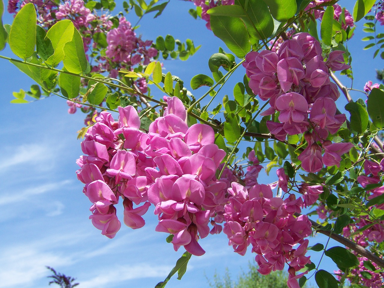 acacia pink-flowered spring free photo