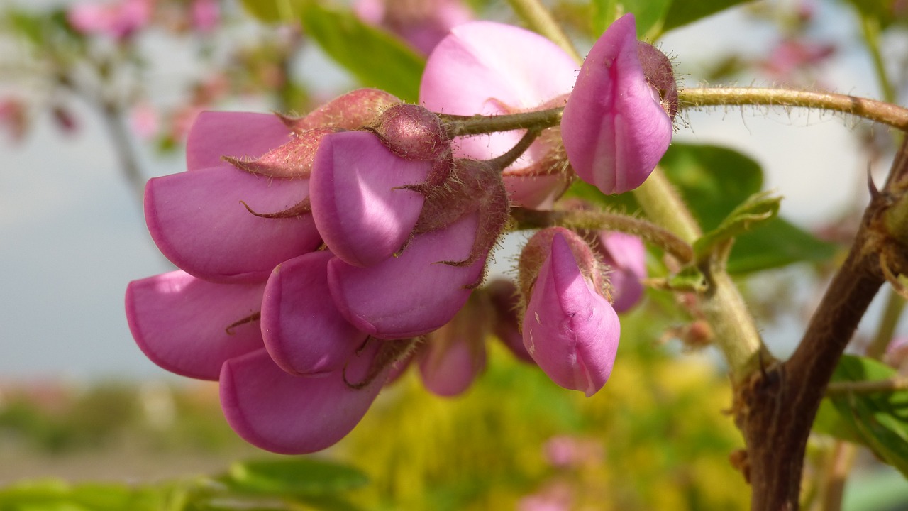 acacia pink flowers free photo