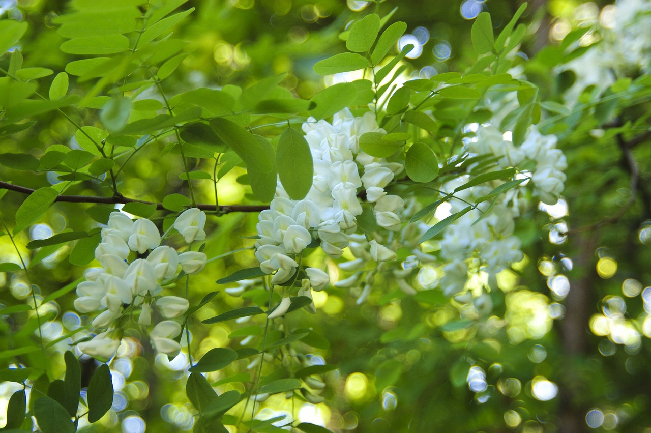acacia bloom tree free photo