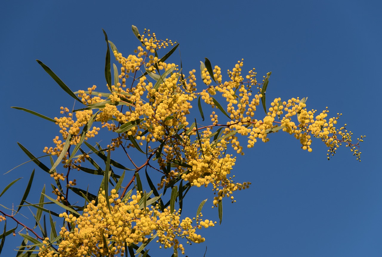 acacia wattle flowers free photo