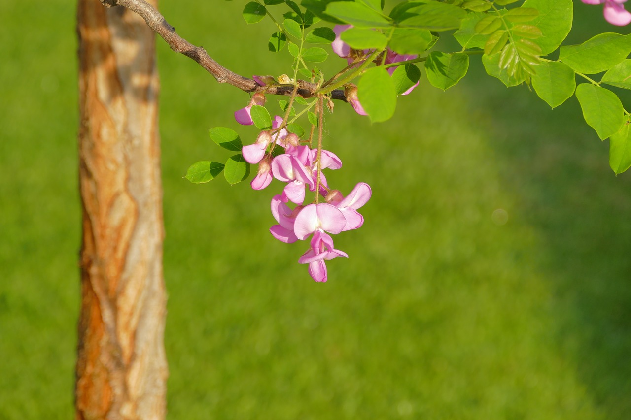 acacia  pink  tribe free photo