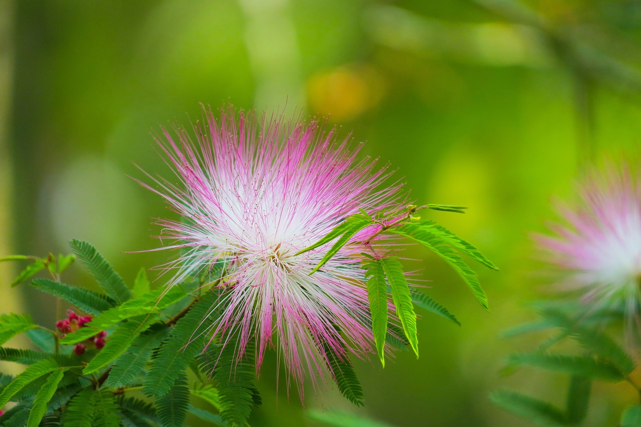 acacia  plant  tree free photo