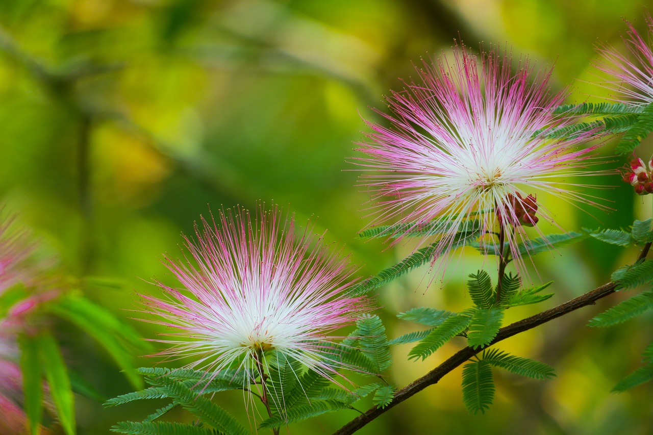 acacia  plant  tree free photo