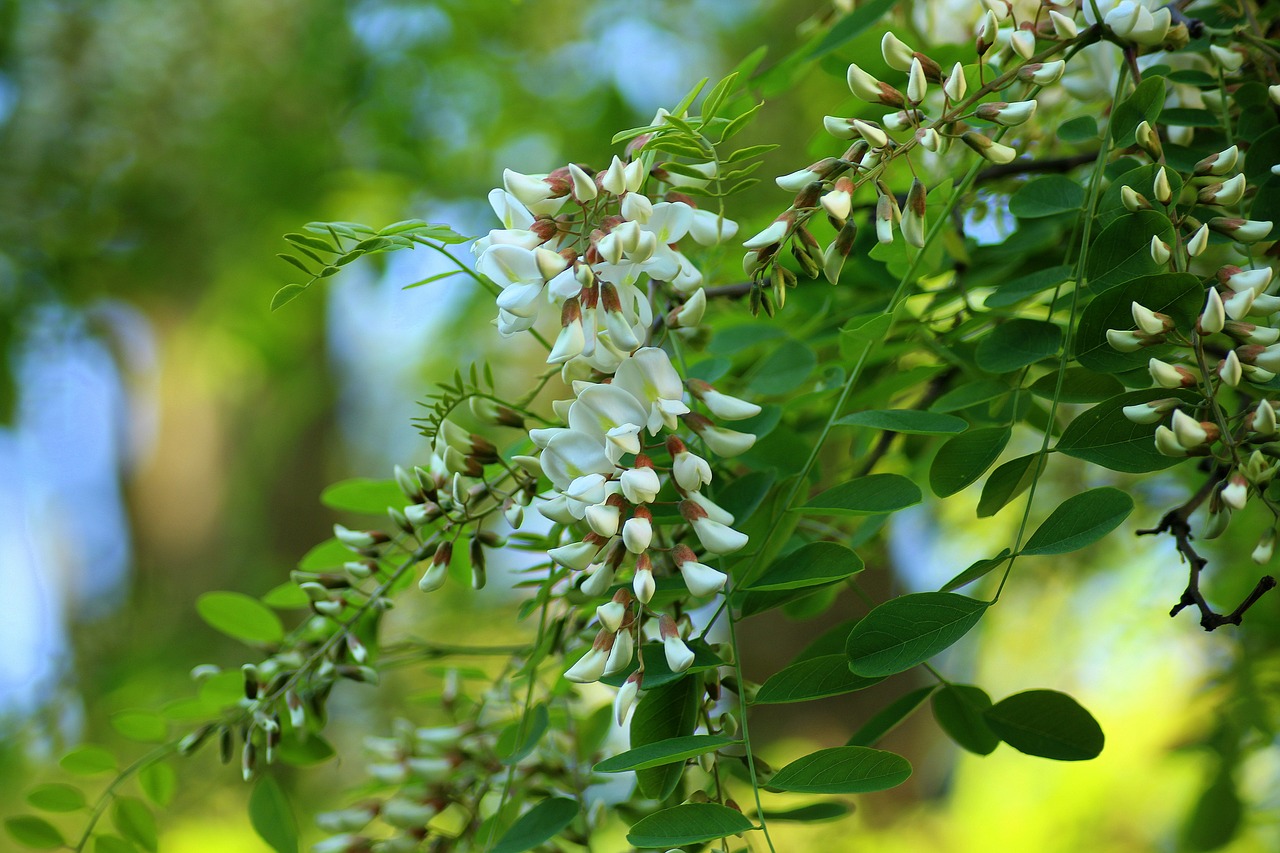 acacia  flowering  tree free photo