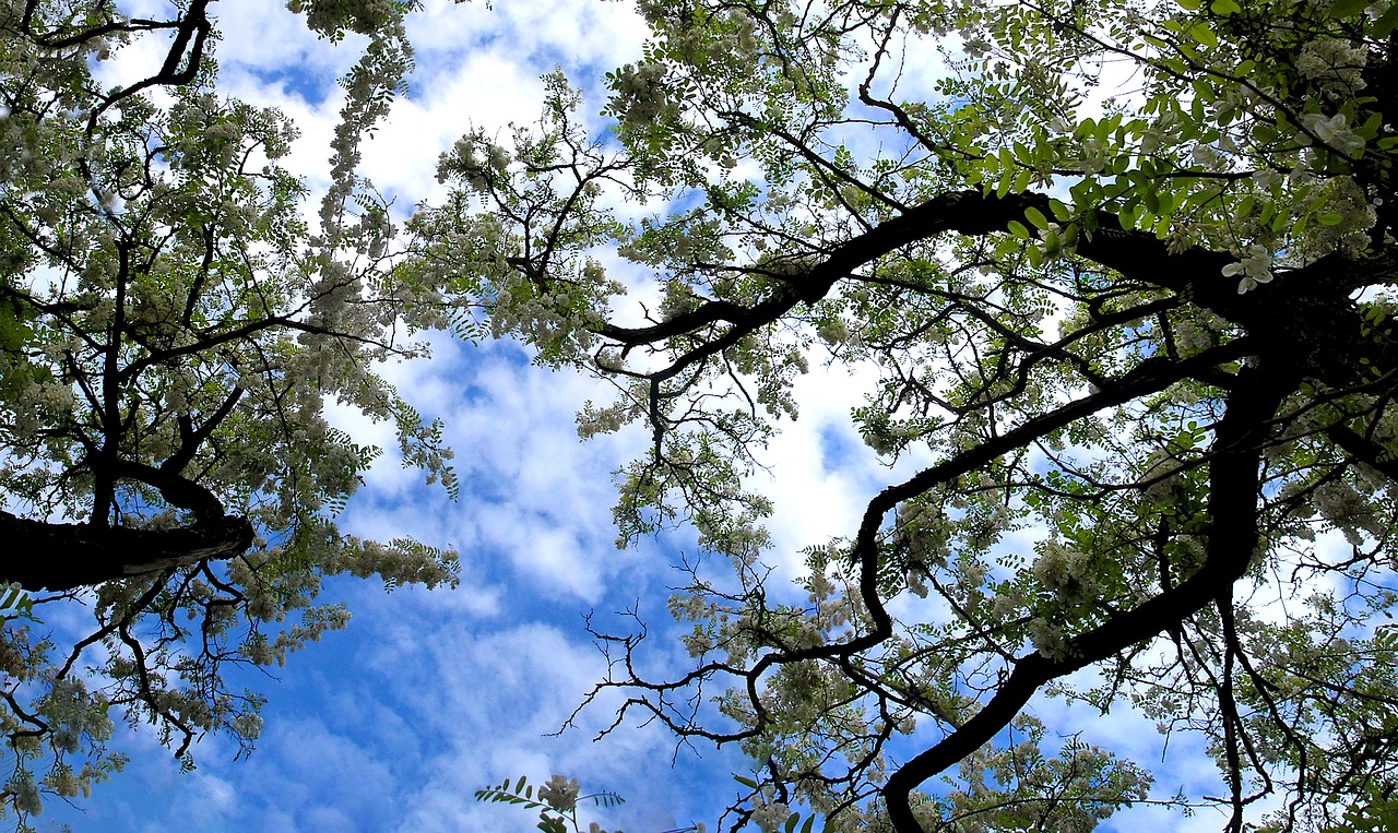 acacia  spring  the sky free photo