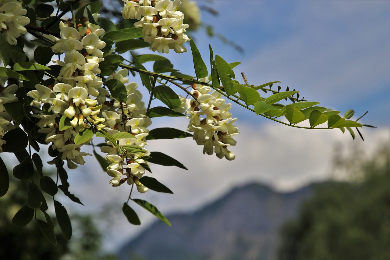 acacia  tree  foliage free photo