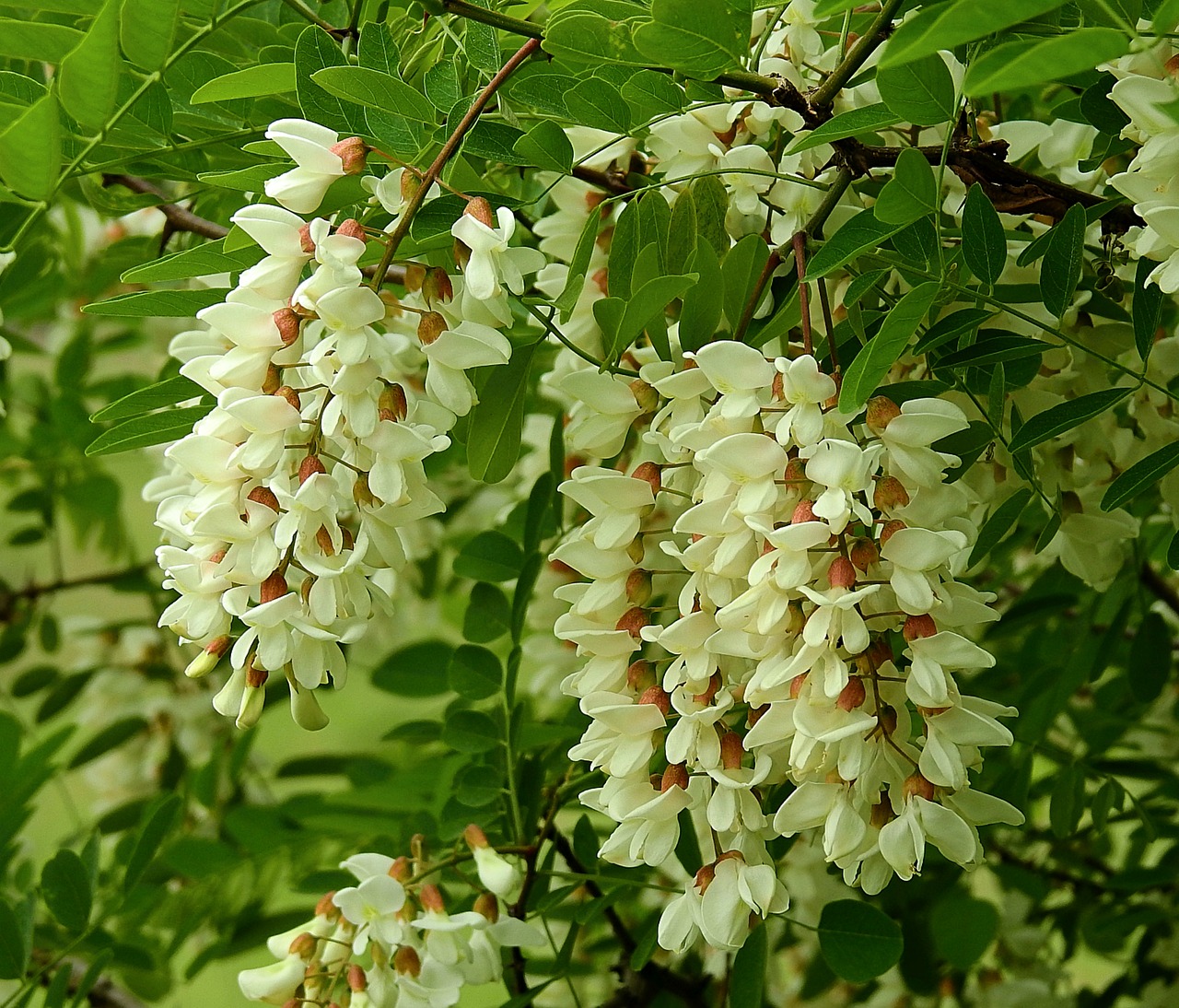 acacia  flowering  nature free photo