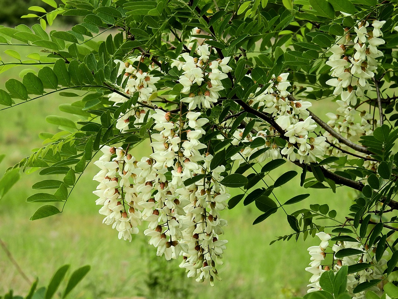 acacia  flowering  spring free photo