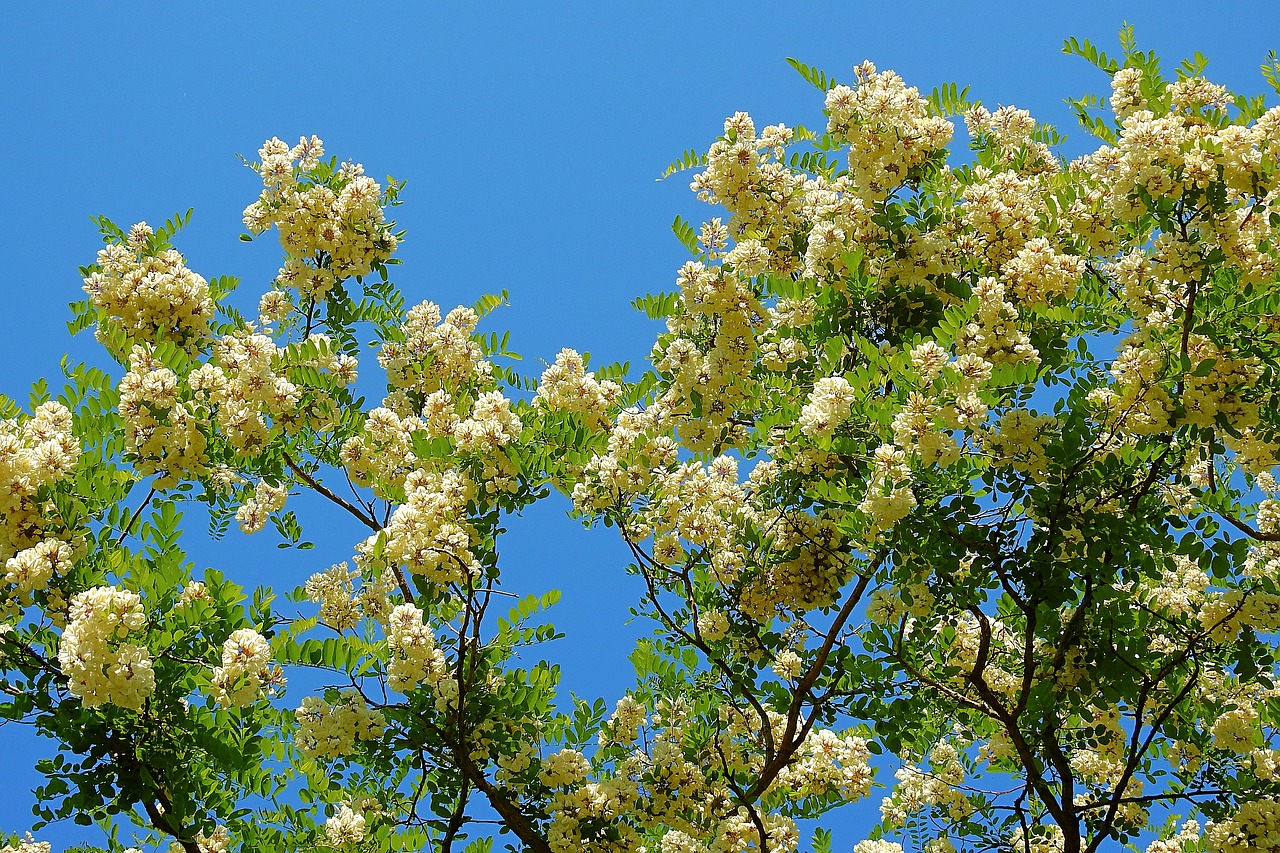 acacia  blooming tree  nature free photo