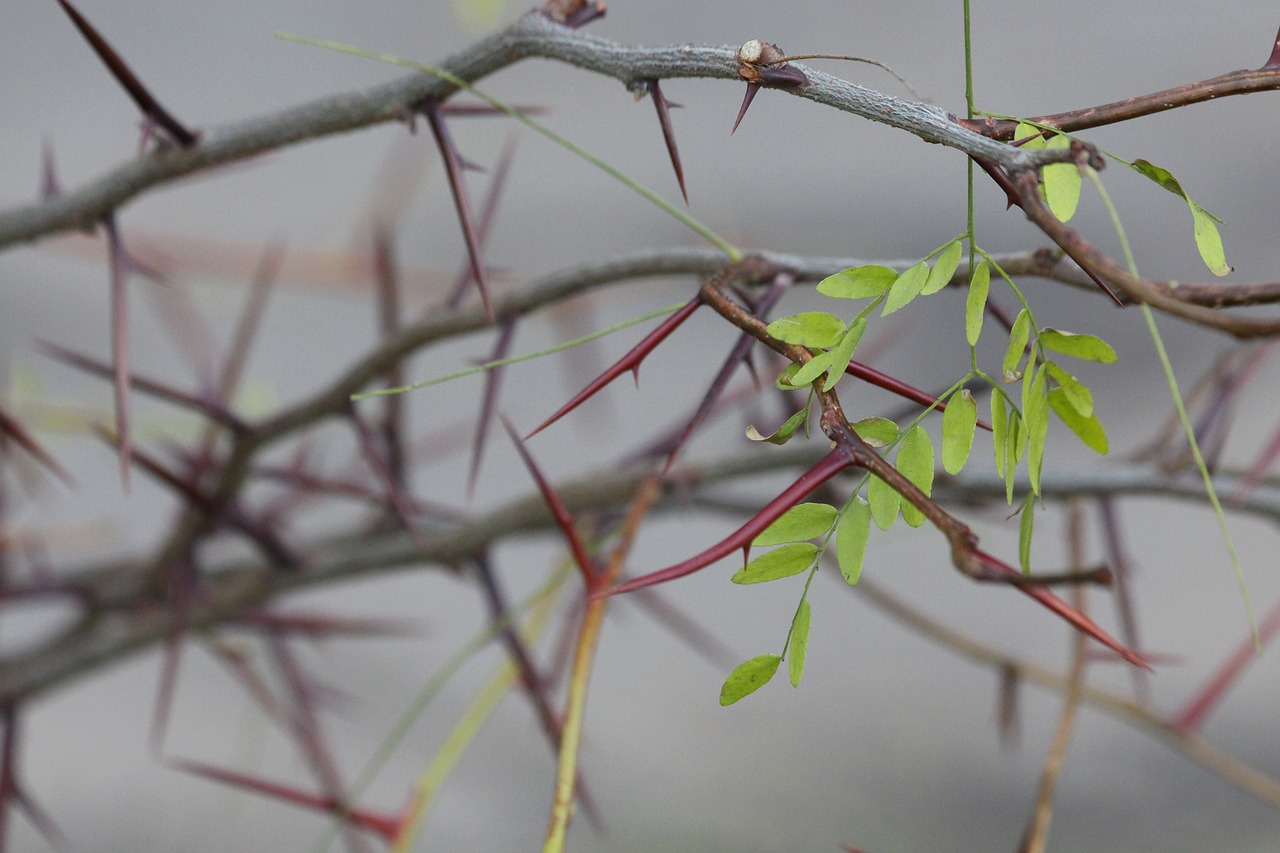 acacia  tree  plant free photo