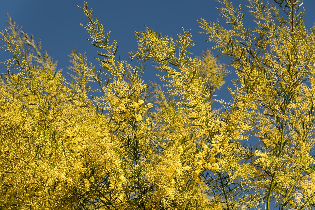 acacia  wattle  flowers free photo