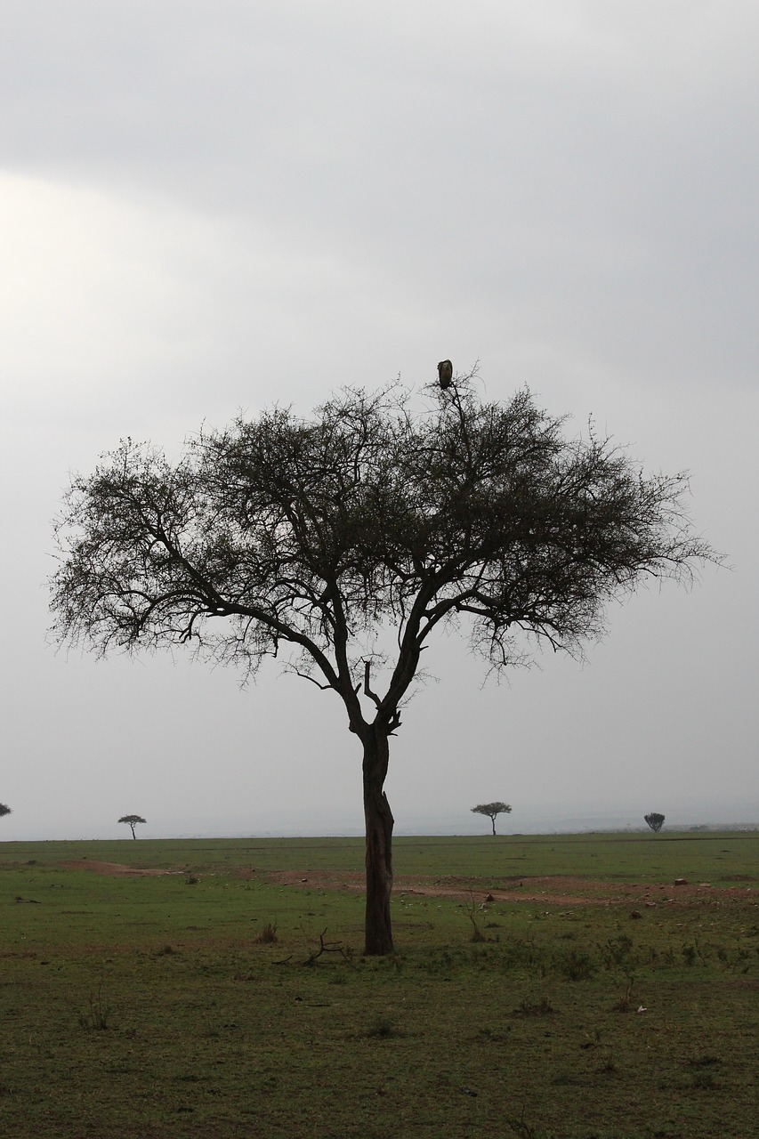 acacia  kenya  tree free photo