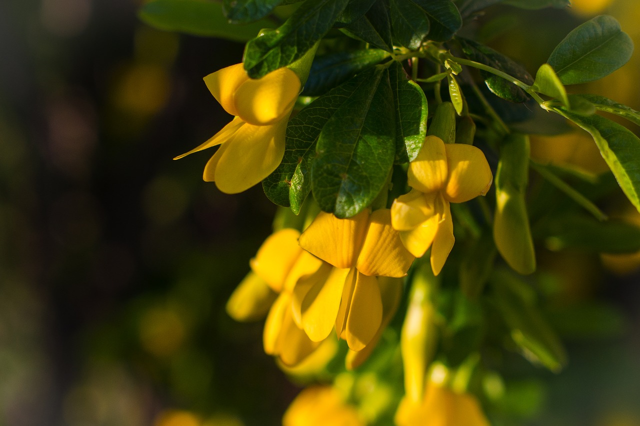 acacia  spring  flowers free photo