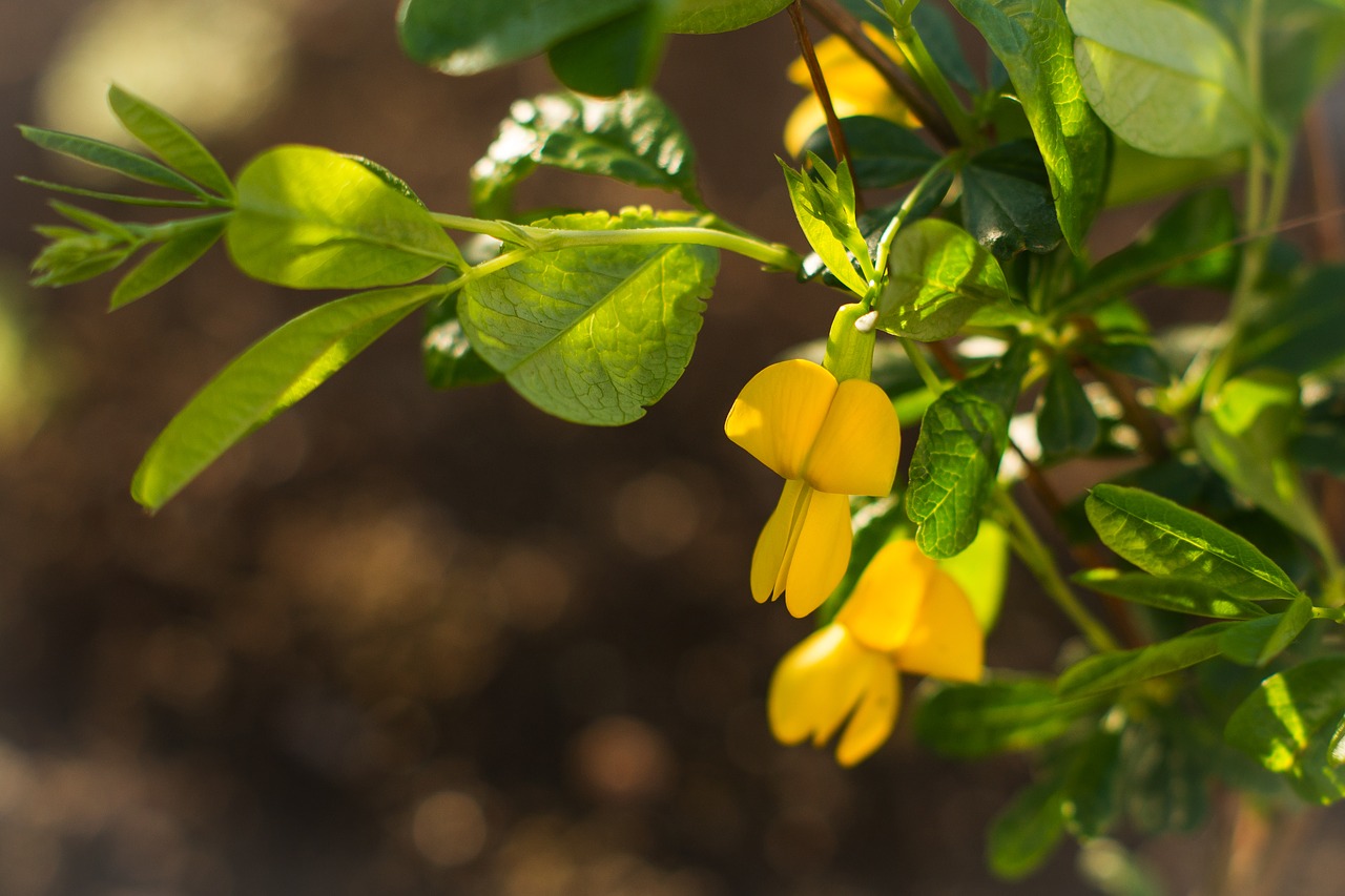 acacia  spring  flowers free photo