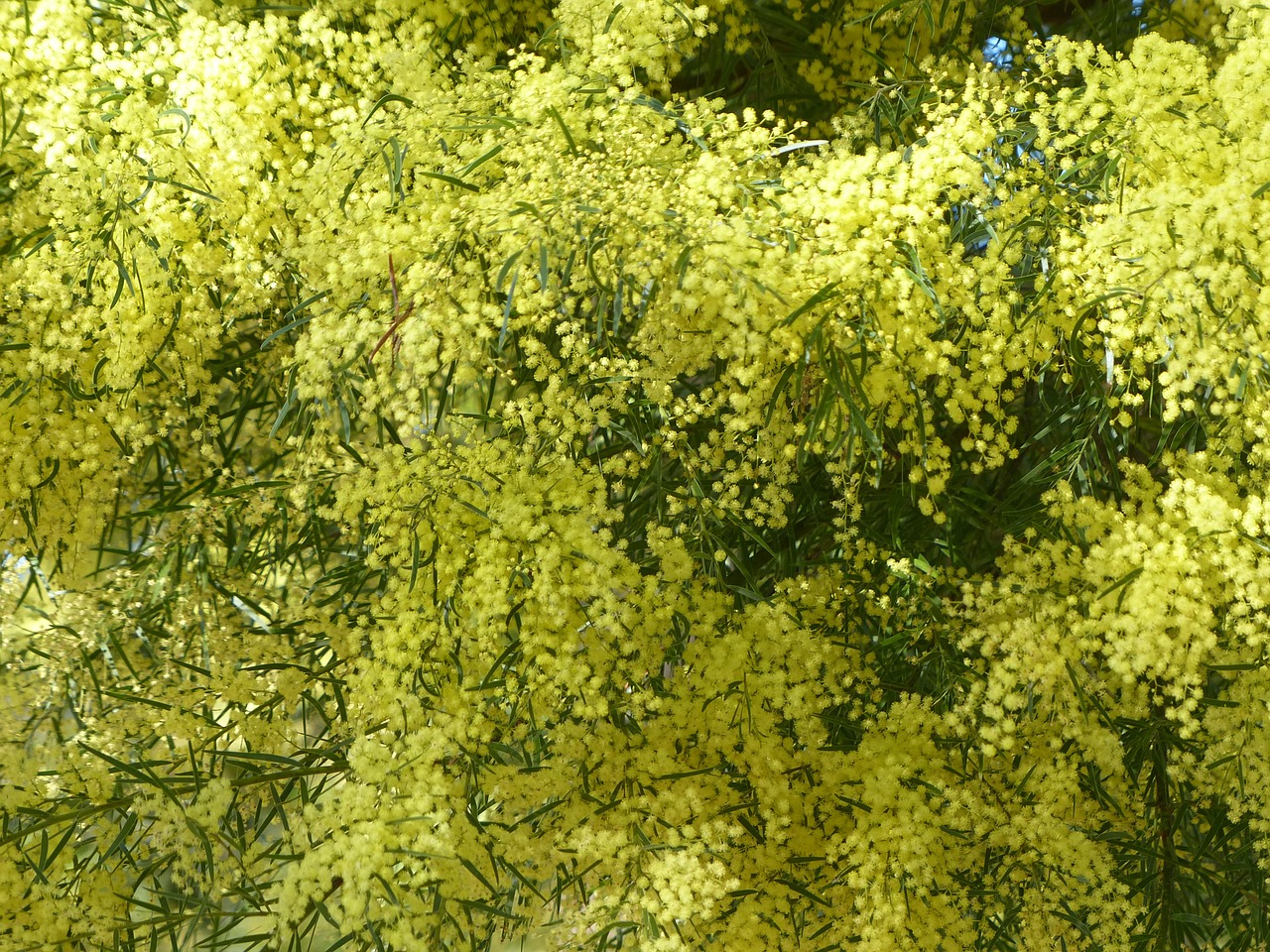 acacia wattle yellow free photo