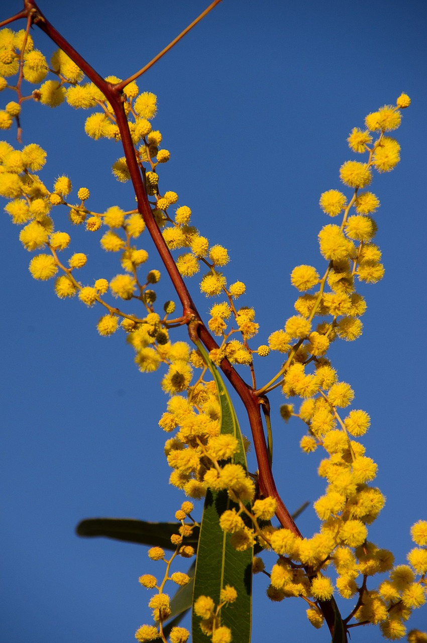 acacia wattle flowers free photo