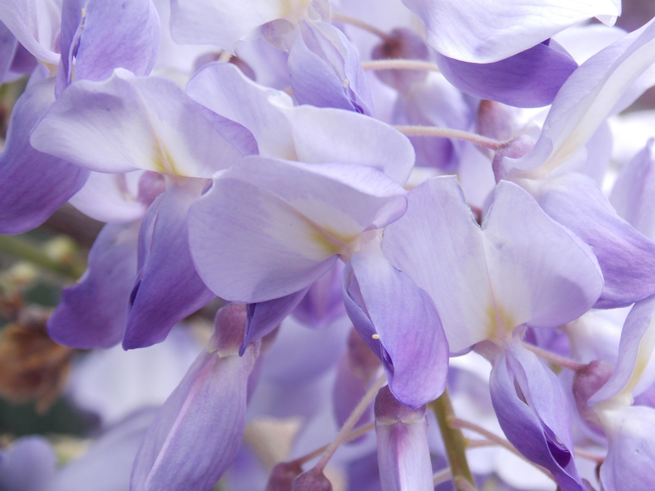 acacia  wisteria  spring free photo