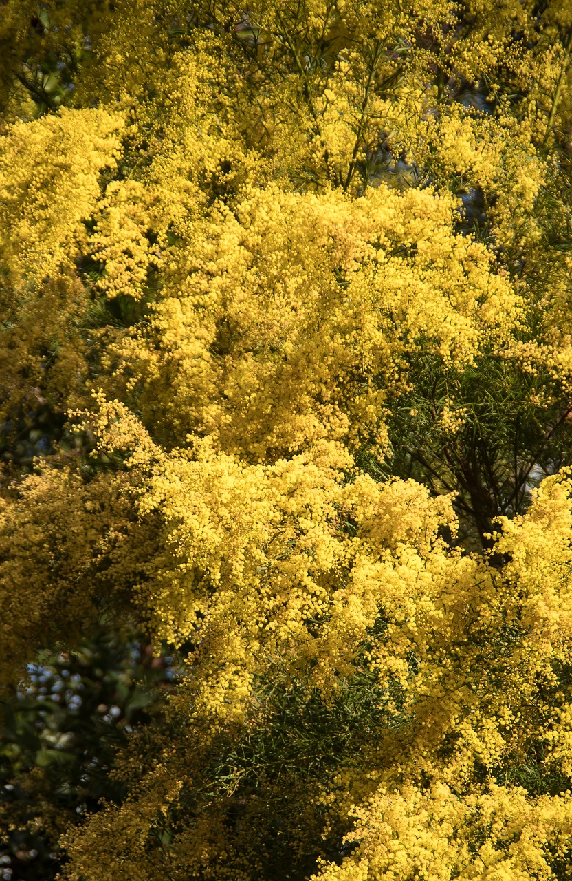 acacia  wattle  flowers free photo