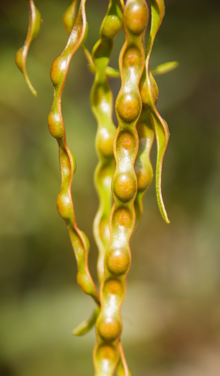 acacia wattle seeds free photo
