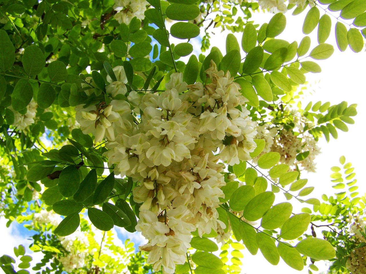 acacia blossom white flower spring free photo