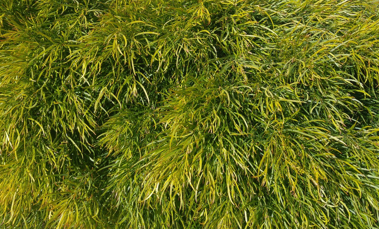 acacia cognata  acacia limelight  plant free photo