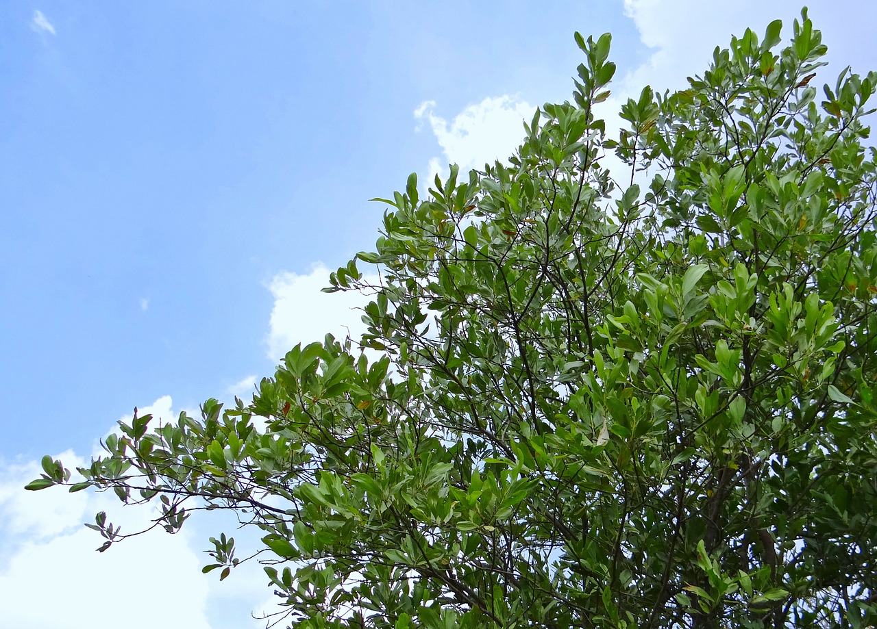 acacia mangium flora chitradurga free photo