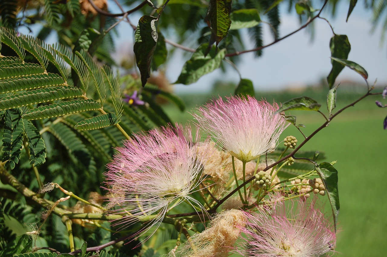 acacia of constantinople  gaggia arborea  the tree of silk persian free photo