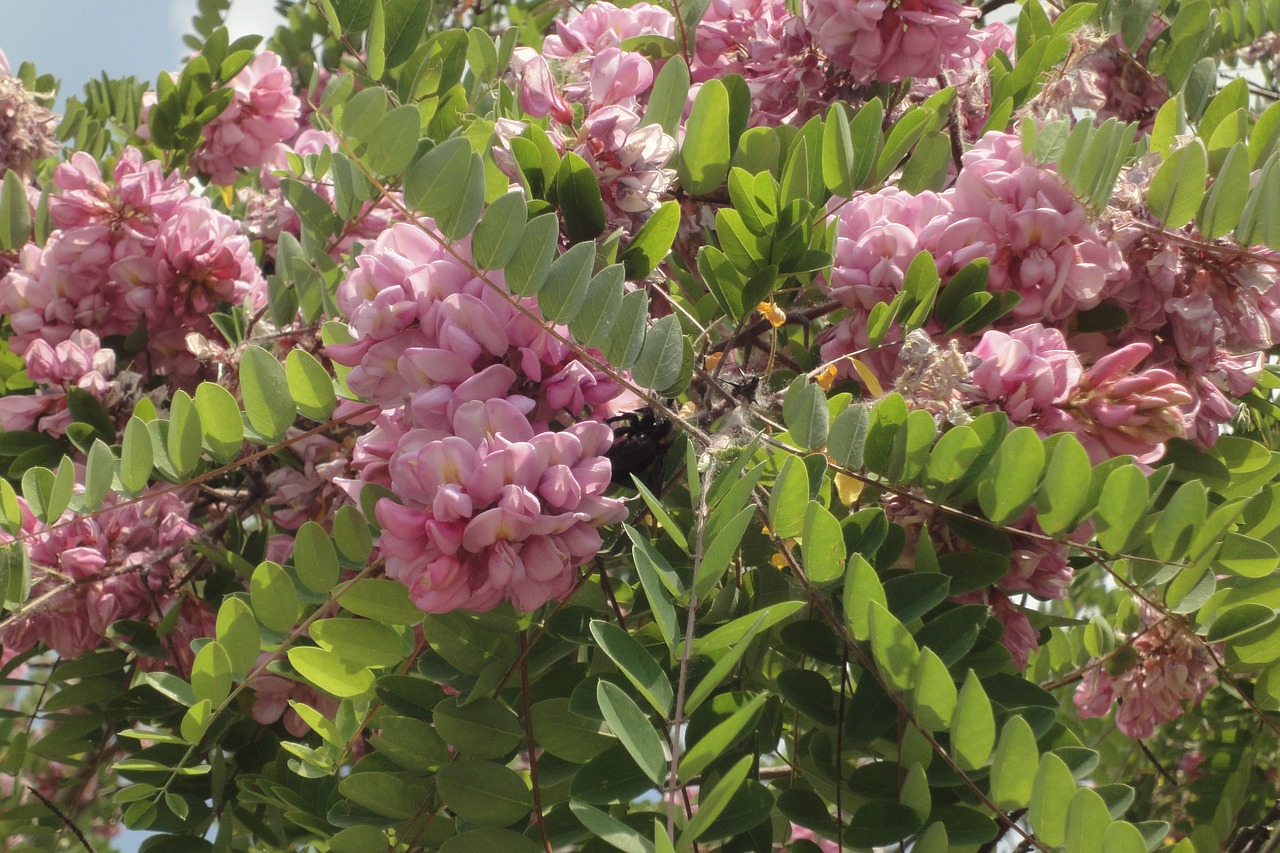 acacia pink flowers pink free photo