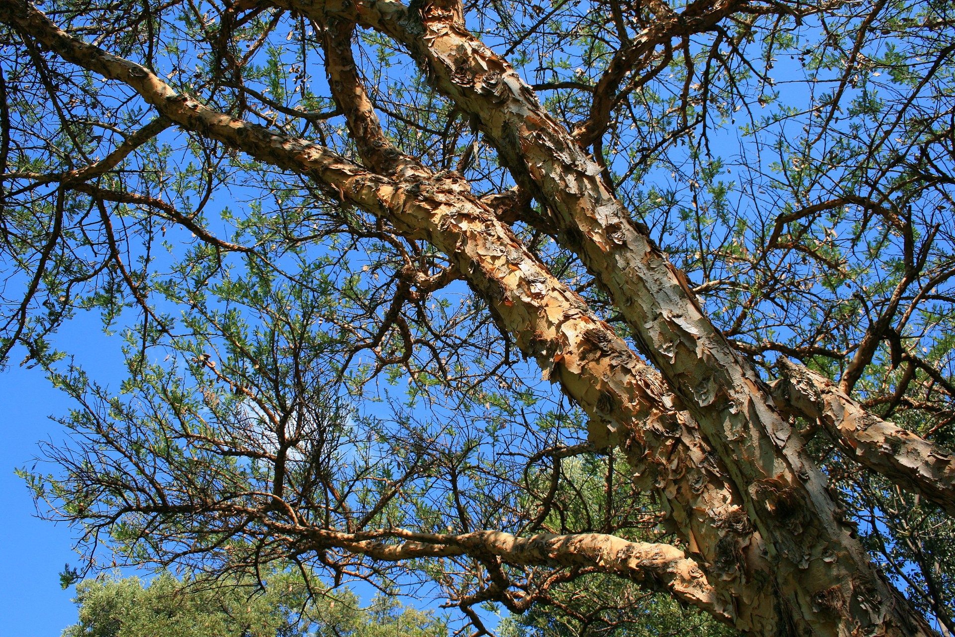 tree thorn paperbark free photo